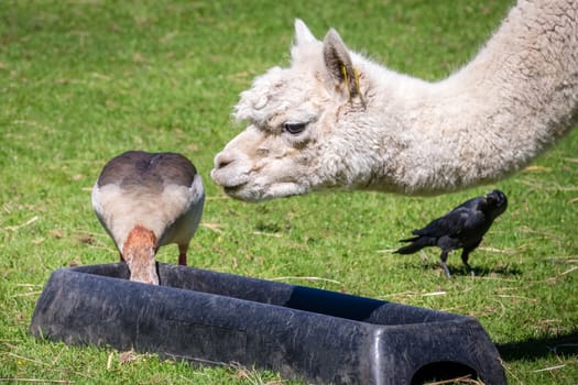 Duck stealing food from the llama bowl on a farm in Kent, England
