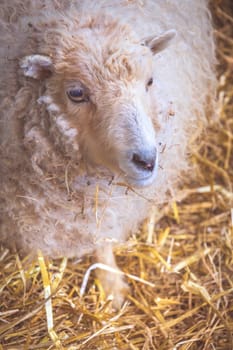 Sheep standing inside barn on a farm in Kent, UK