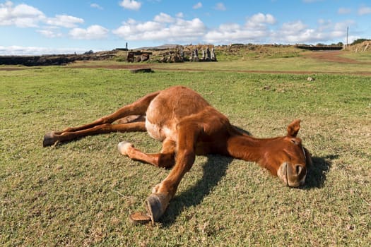 Horse rests,behind Hitu Merahi,the seven archangels,sculpture group at Hanga Vare Vare,Easter Island,Valparaíso,Chile,Polynesia,Oceania