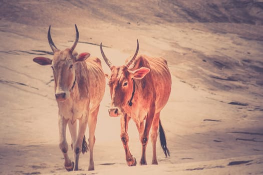 Two cows walking on the rocky hill, Hampi, India