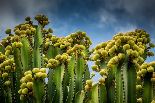 Large cactuses flowering in Gran Canaria, Canary Islands, Spain
