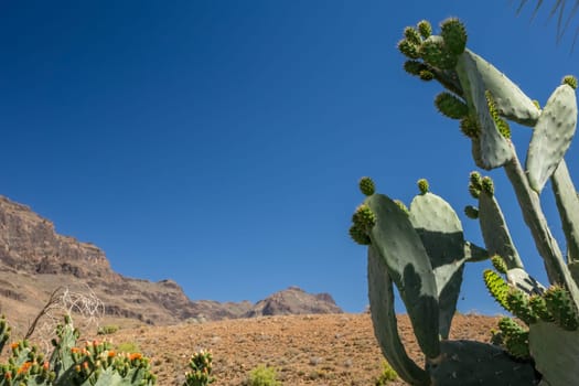 Large cactus with the mountains of Gran Canaria in the background, Spain