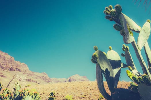 Large cactus with the mountains of Gran Canaria in the background, Spain
