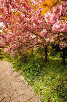 Blossoming tree in spring in the Rookery in Streatham Common Park in London, UK