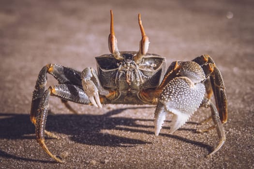 Crab walking on the beach on the Madagascar coast