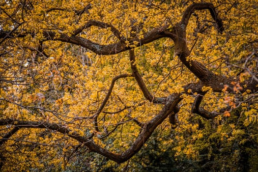Yellow and orange colors blossoming tree in spring in the Rookery in Streatham Common Park in London, UK