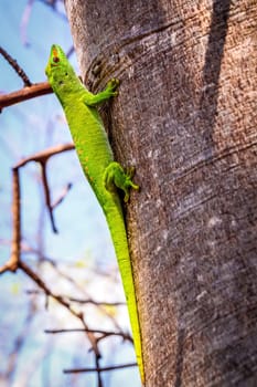 Small madagascar gecko in its natural environment