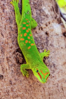 Small madagascar gecko in its natural environment