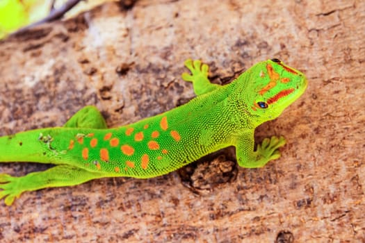 Small madagascar gecko in its natural environment