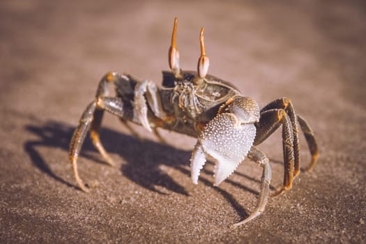 Crab walking on the beach on the Madagascar coast