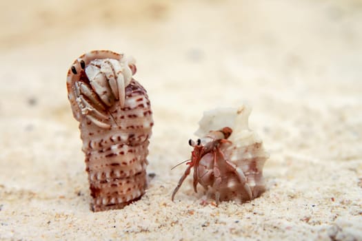 Two small crabs on the beach on the Nosy Antafa island in Madagascar
