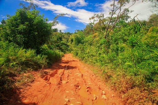 Muddy road in the Madagascar tropical jungle