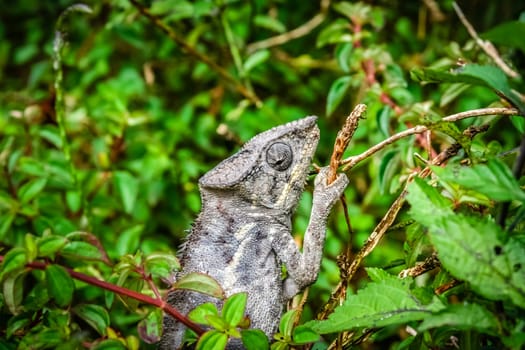 Small chameleon in the tropical madagascar rainforest