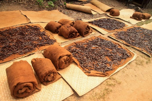 Vanilla pods collected and left to dry on the sun