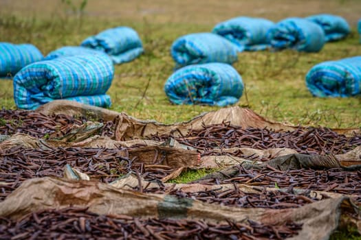 Vanilla pods collected and left to dry on the sun