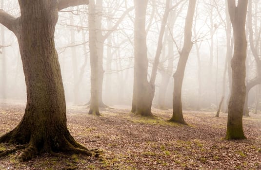 Beautiful misty forest near Rookery in London