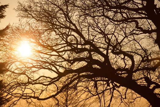 Silhouette of park trees at sunset