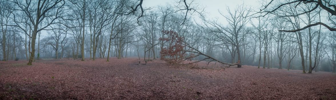 Beautiful misty forest near Rookery in London