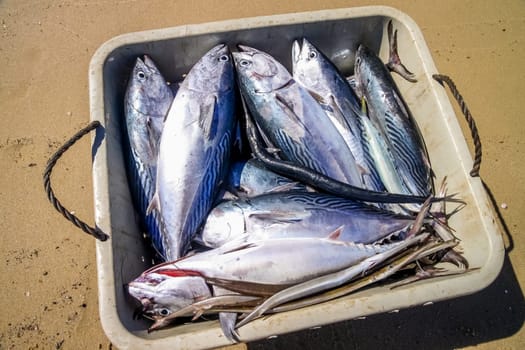 Freshly caught fish on the beach near Diego Suarez in Madagascar