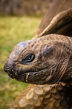 Close up of a giant old slow turtle in captivity in Madagascar