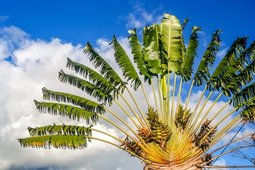 Ravenala palm called also travelers tree, the  symbol of Madagascar