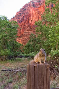 Close portrait of a cute "Uinta Ground Squirrel."""