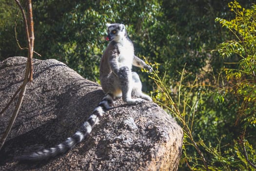 Ring tailed lemur catching sun on the rock, Madagascar