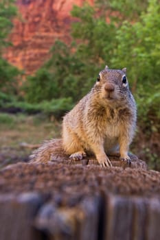 Close portrait of a cute "Uinta Ground Squirrel."""