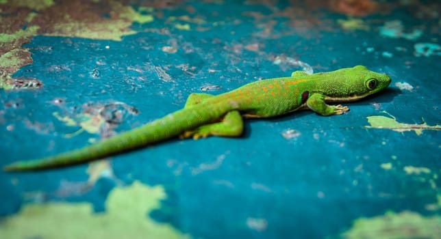Small madagascar green gecko in its natural environment