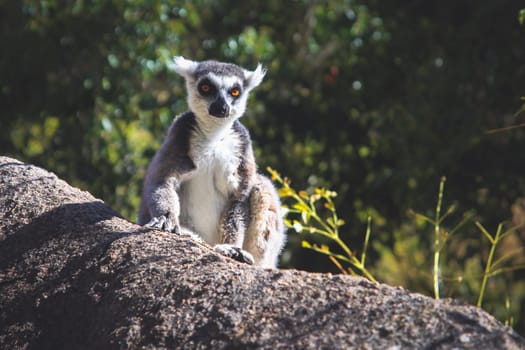 Ring tailed lemur catching sun on the rock, Madagascar
