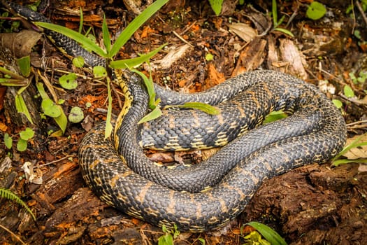 Black snake lurking through lush foliage in the madagascar rainforest