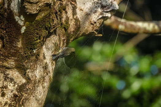 Madagascar black bird stealing spiders catch from spider web