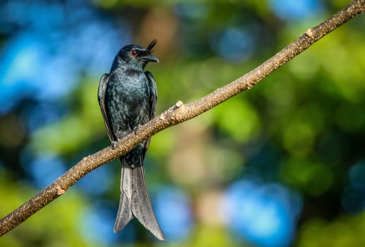 Crested Drongo (Dicrurus forficatus) in the Andasibe-Mantadia National Park, Madagascar