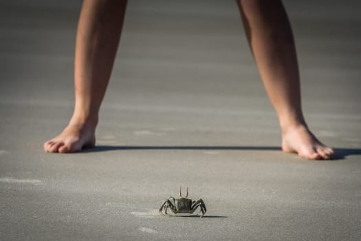 Crab standing in front of a girl on the beach on the Madagascar coast