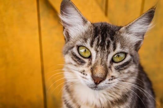 Cute cat sitting with yellow wall background