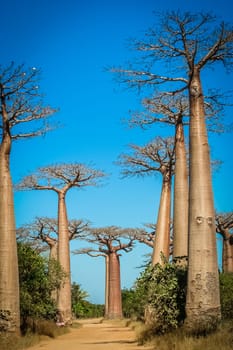 Famous Avenida de Baobab near Morondava in Madagascar
