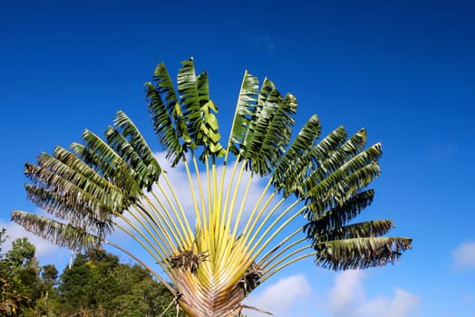 Ravenala palm called also travelers tree, the  symbol of Madagascar