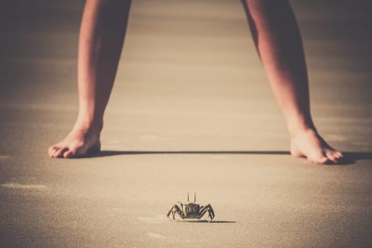 Crab standing in front of a girl on the beach on the Madagascar coast