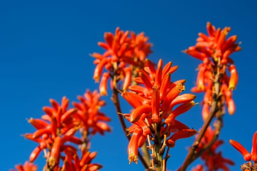 Red flowers of aloe vera plant in Madagascar