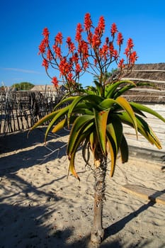 Red flowers of aloe vera plant in Madagascar