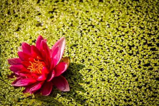 Beautiful pink water lily in botanical garden