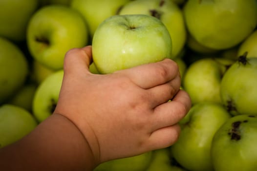 Little girl picking up freshly collected pearmain apple from the basket