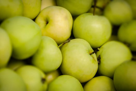 Pearmain apples freshly collected from a tree