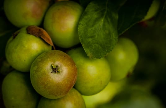 Ripened Pearmain apples ready to be picked up