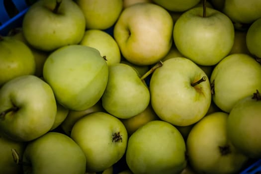 Pearmain apples freshly collected from a tree