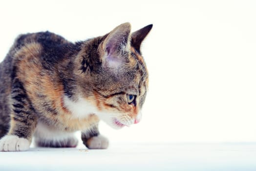 portrait of a colourful cat child in front white background