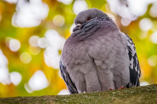 Pigeon sitting on a branch of a tree on a cold  autumn day