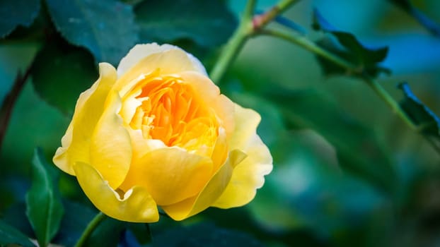 Bud of a beautiful yellow rose in spring