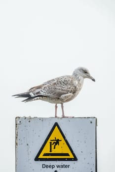 Seagull sitting on a top of a Deep Water warning sign