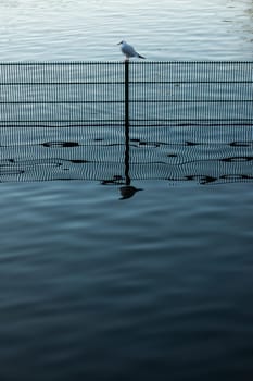 Single small bird sitting on a fence in water in a pond in Regents Park in London in the morning